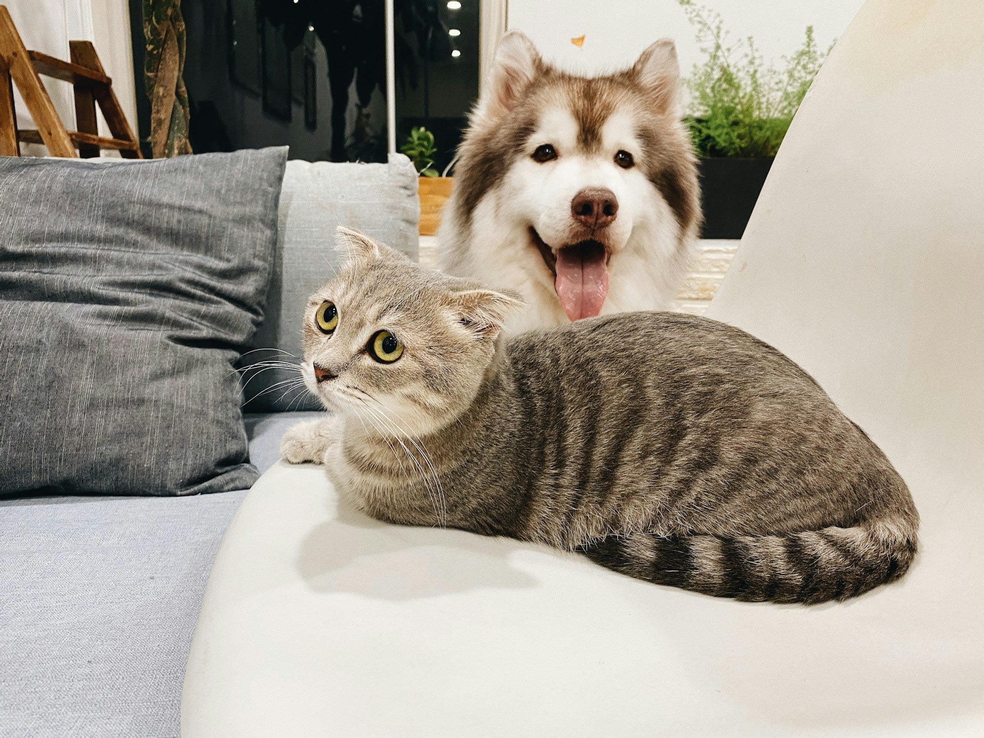 Cat and dog sitting together on a couch indoors